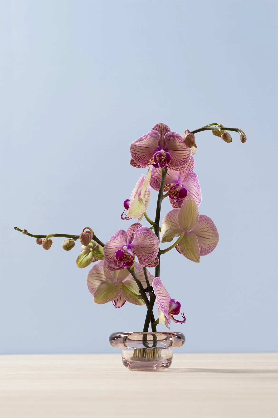 Sirkel Primrose pink Ikebana 4.jpg