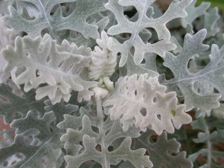 dusty miller.jpg