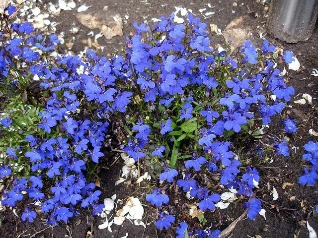 Lobelia blue
