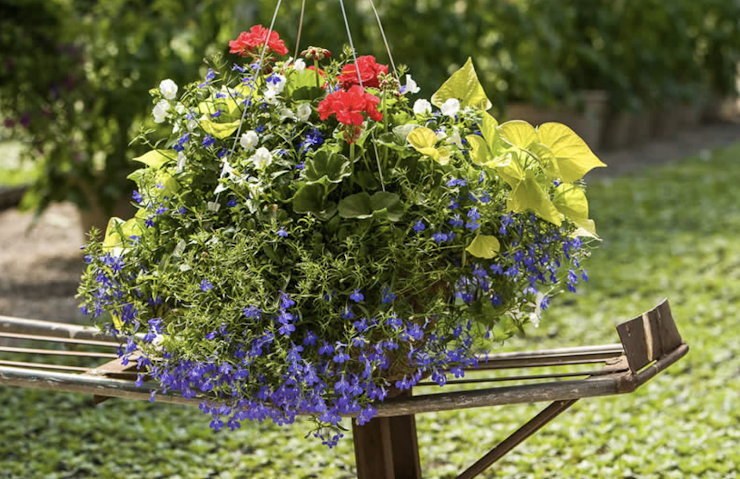 12" Hanging Combination Basket Mixed