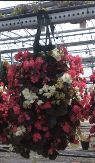 Begonia Posey Bag - Mixed