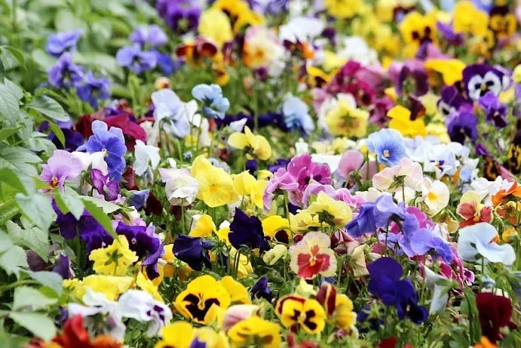 Pansies