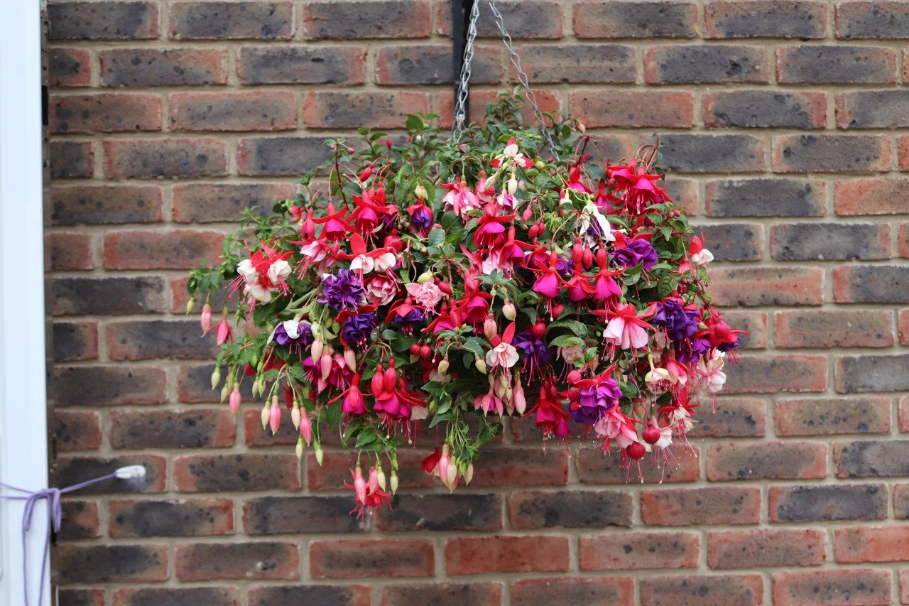 Fushsia- Mixed 10" Hanging Basket