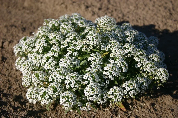 Alyssum