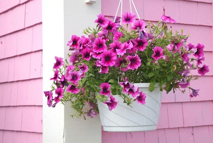 Petunia 10" Hanging Basket