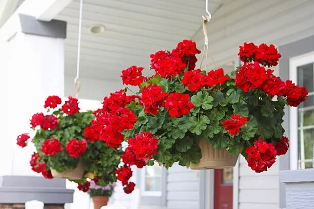 Geranium 10" Hanging Basket