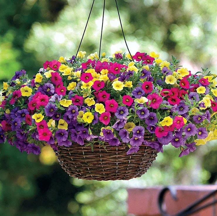 Million Bells - Mixed 10" Hanging Basket