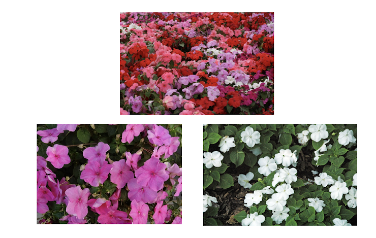Impatiens
