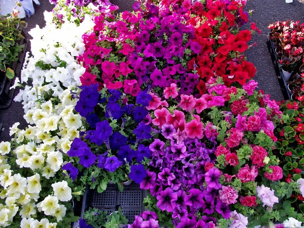 Petunias