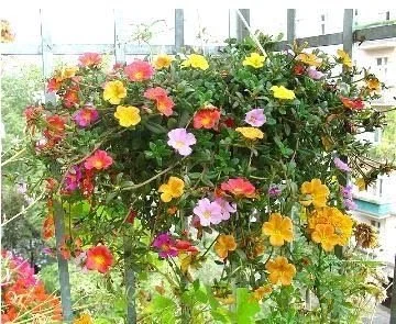 Moss Rose Mixed 10' Hanging Basket