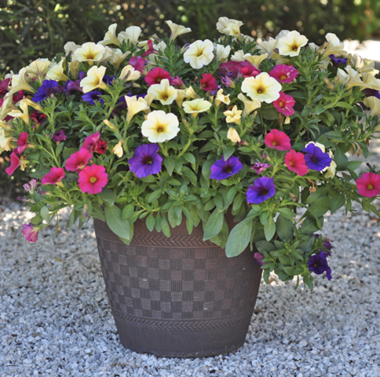 12" Patio Combination Planter