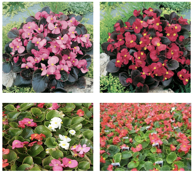 Begonia Flats