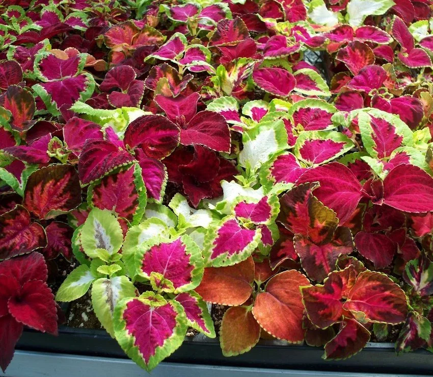Coleus