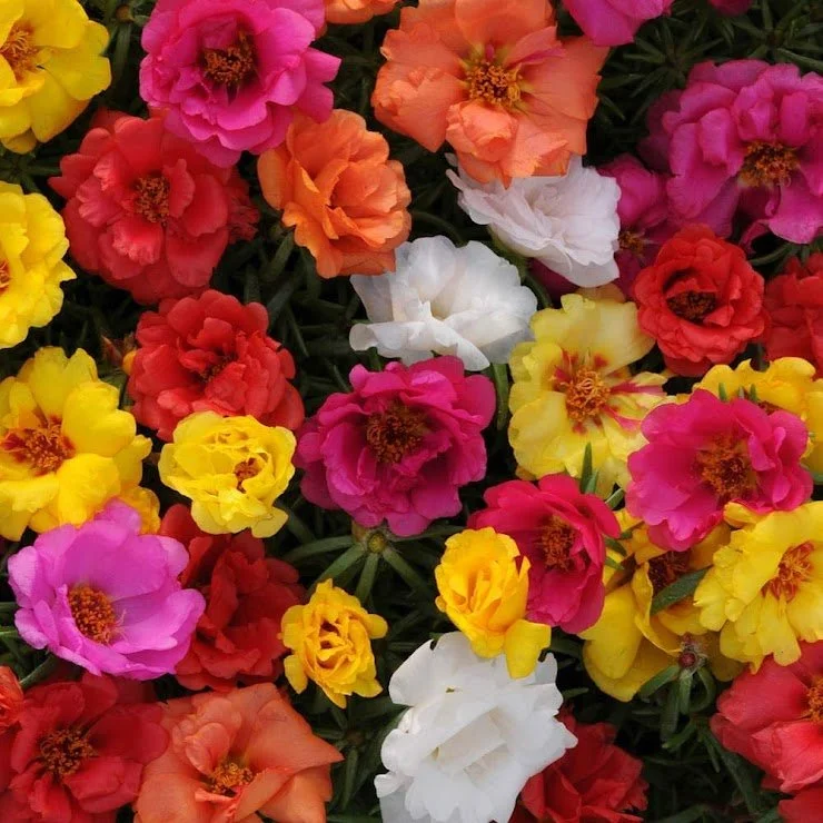 Moss Rose Mixed