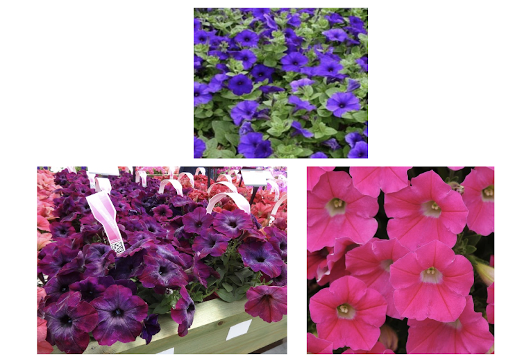 Wave Petunias - 18 Count Flat