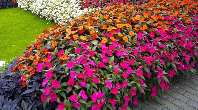 Sunpatiens - 18 Count Flat