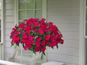 Sunpatiens 10' Hanging Basket