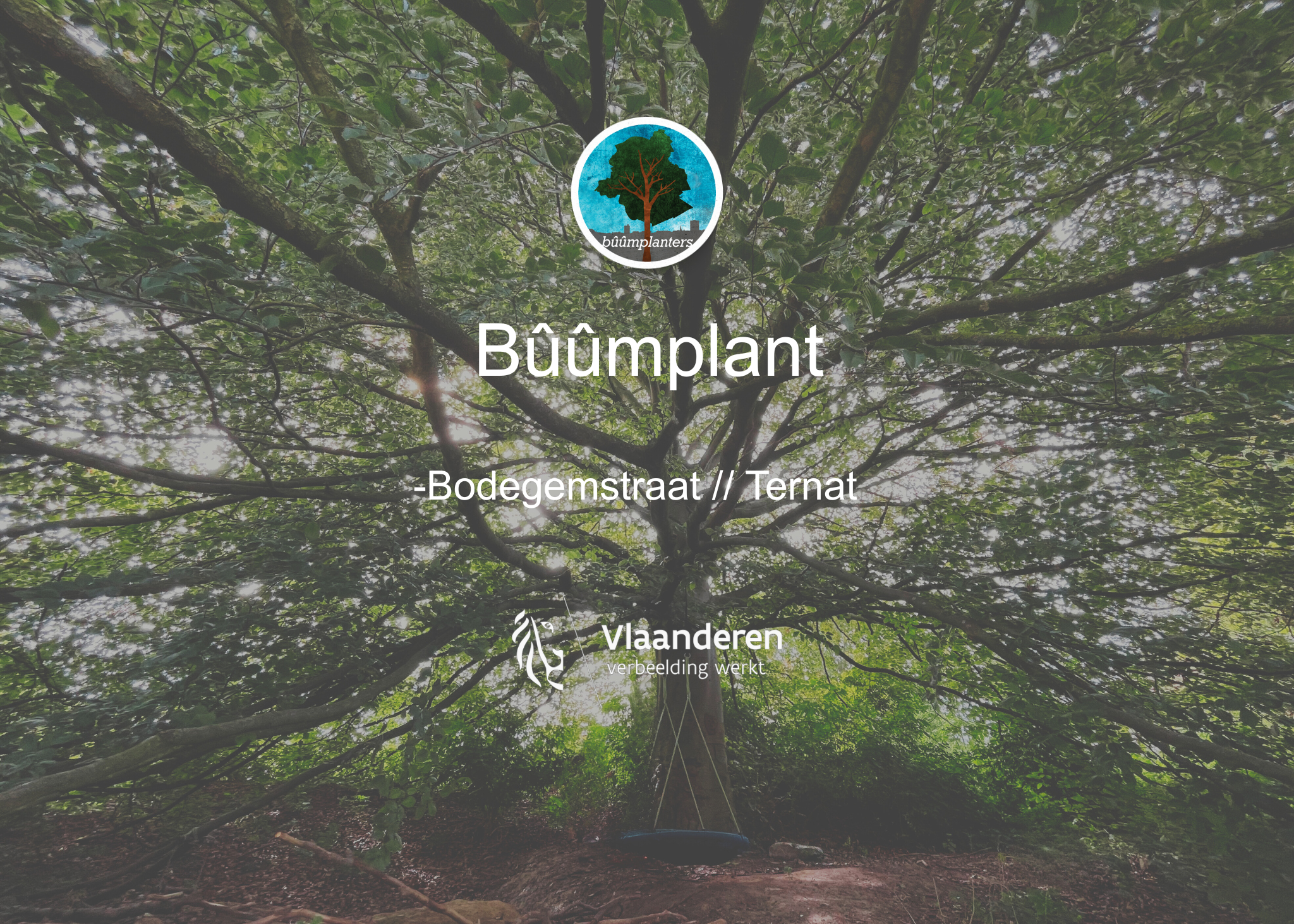 Bûûmplant // Bodegemstraat - Ternat