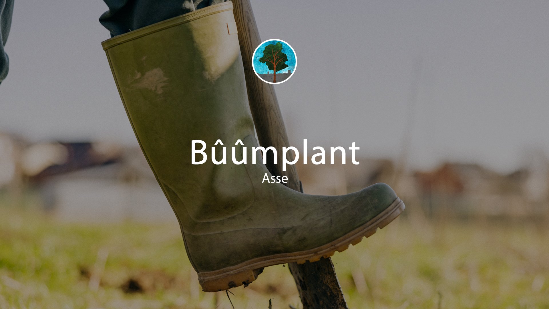 Bûûmplant // Asse