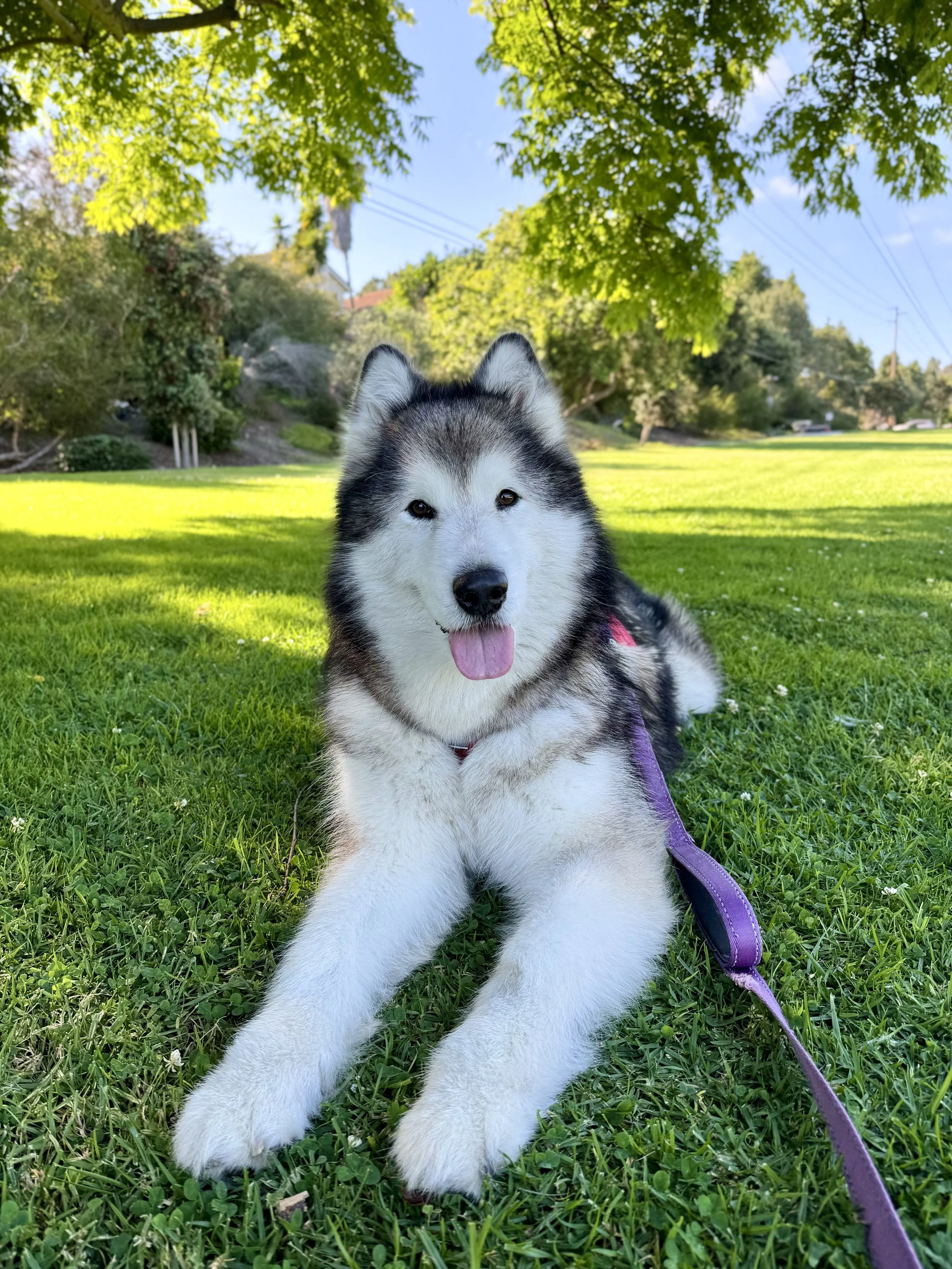 Gaia, the unofficial mascot of Eritus Education, relaxing in a sunny San Diego park