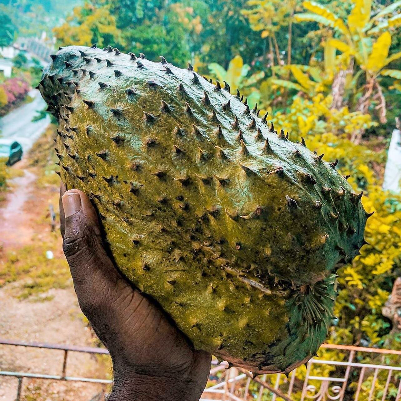 ⁉️What are doing with this? 
Juicing? 
Eating as is? 
Ice Cream? 😜

You guys know our pick. 😆 

#rp @exploringjamaica 

#islandpops