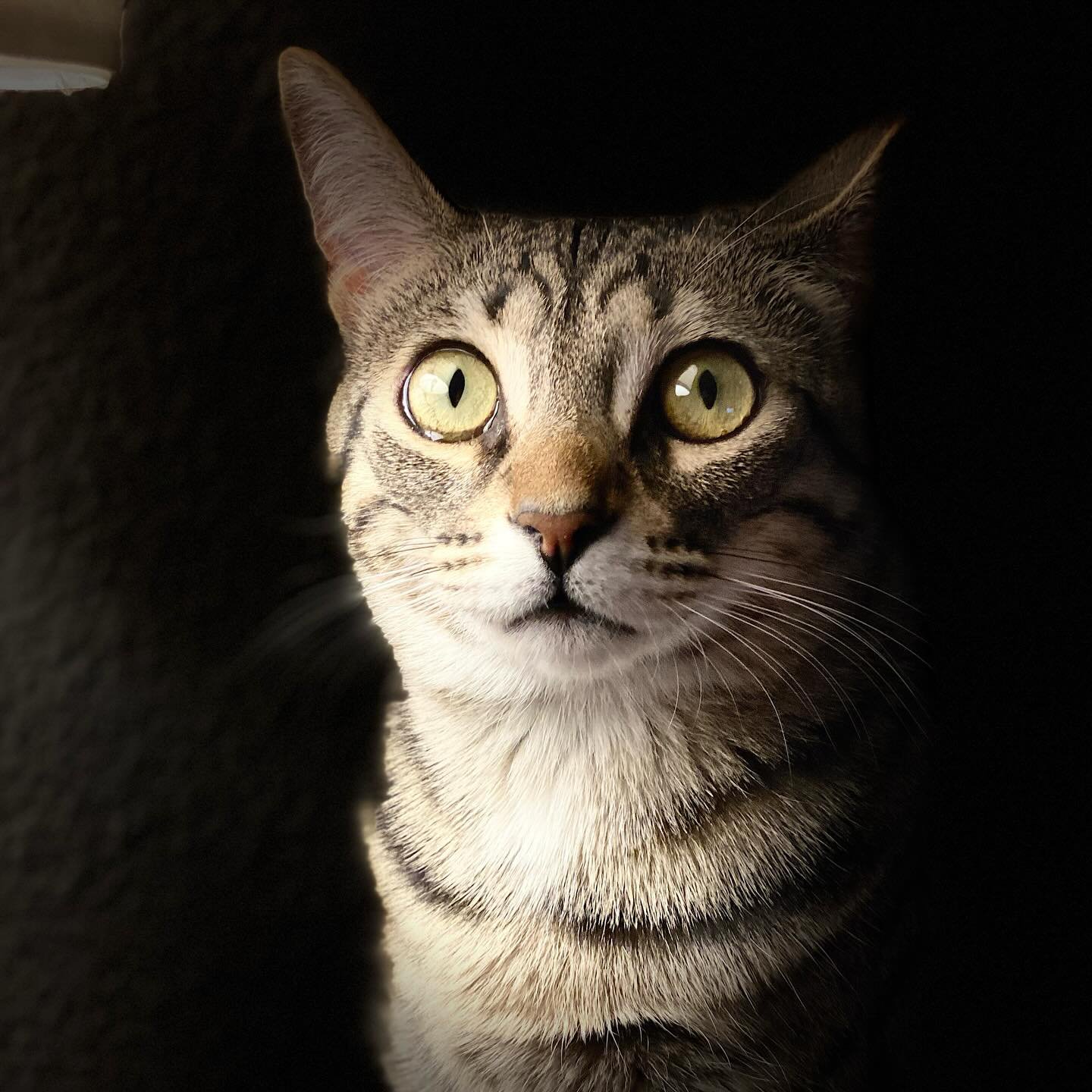 Happy first birthday to our sweet Lucy Joon. It&rsquo;s only been like 3 1/2 months with you, but we are forever changed having you in our lives. Love you my sweet girl and I hope you like your birthday cake. 🎂 💕🥳🐱 #birthday #lucyjoon #egyptianma