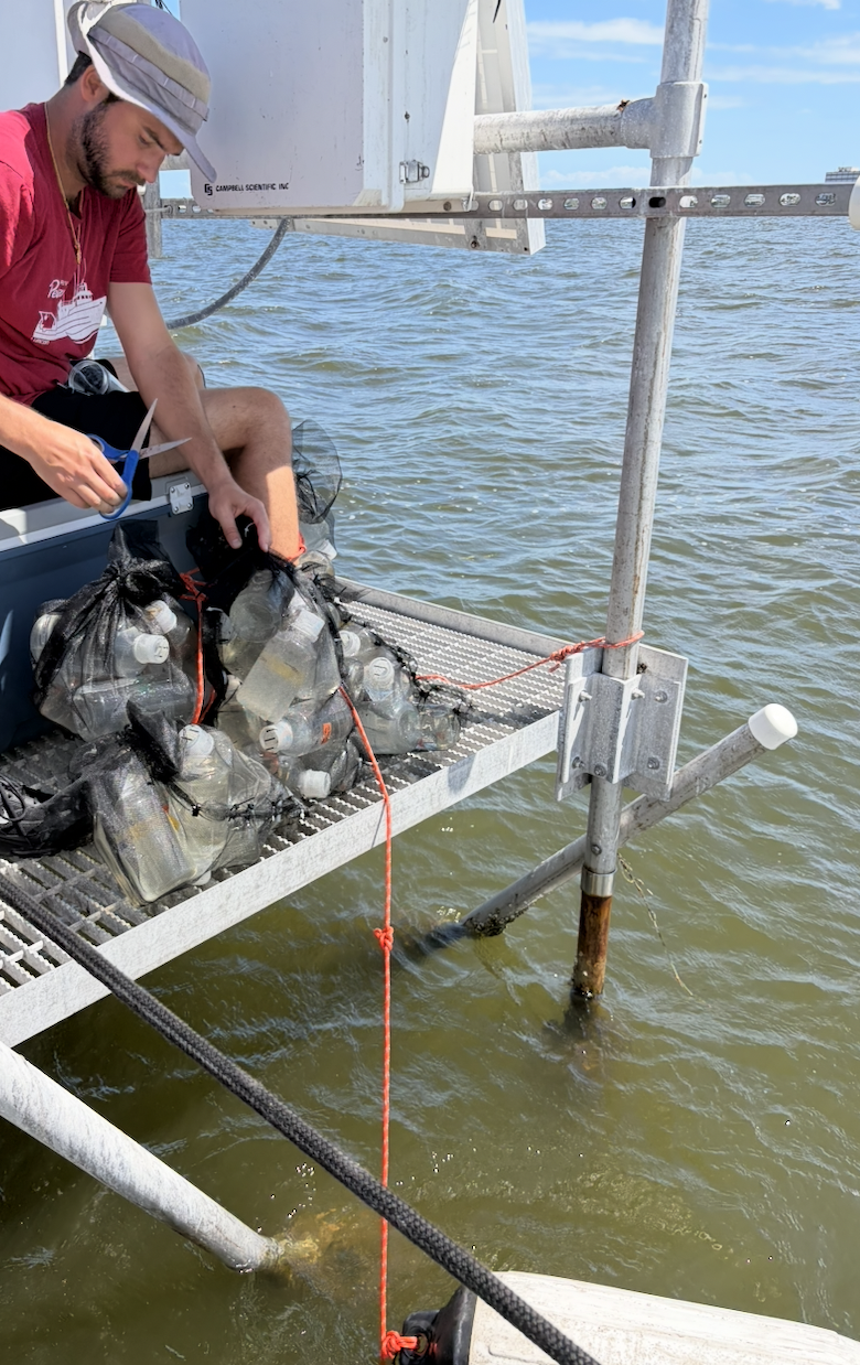Performing nutrient limitation experiments with the Beckler Lab (FAU) in the Indian River Lagoon!