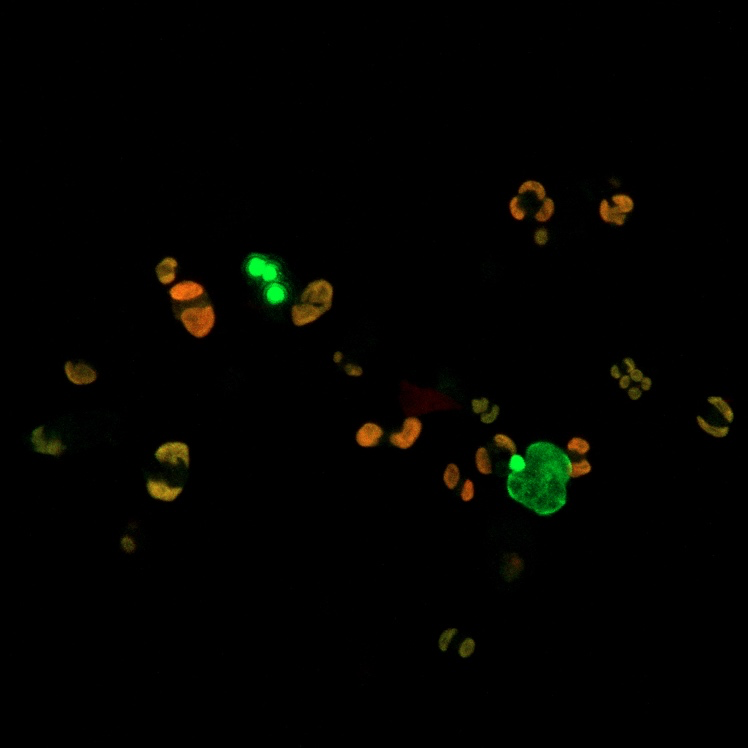 Research Interests — Cohen Lab