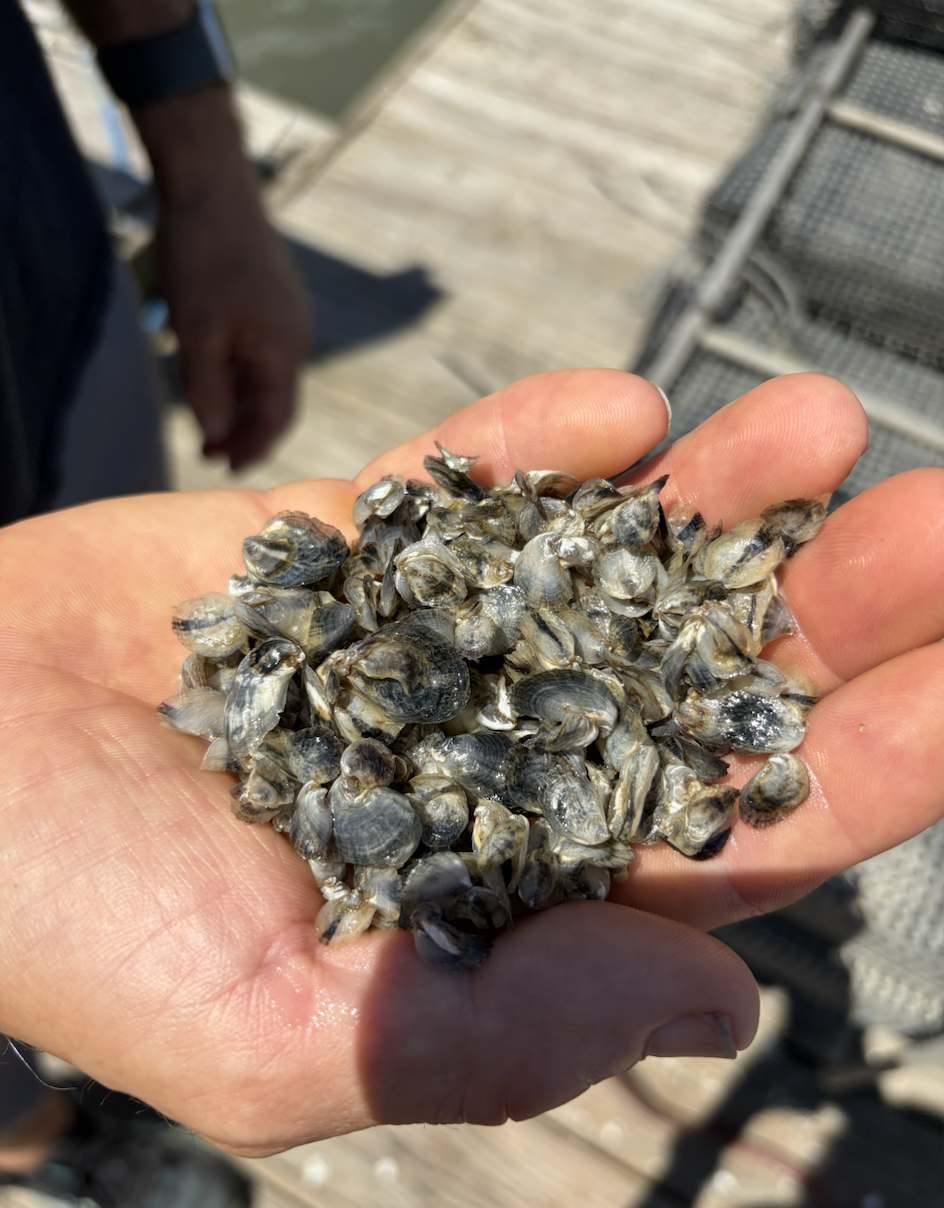 Admiring Justin Manley's oysters from the Shellfish Research Lab