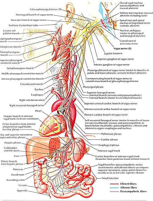 Musculoskeletal Therapy Brisbane, Vagus Nerve,  Wellness Centre,