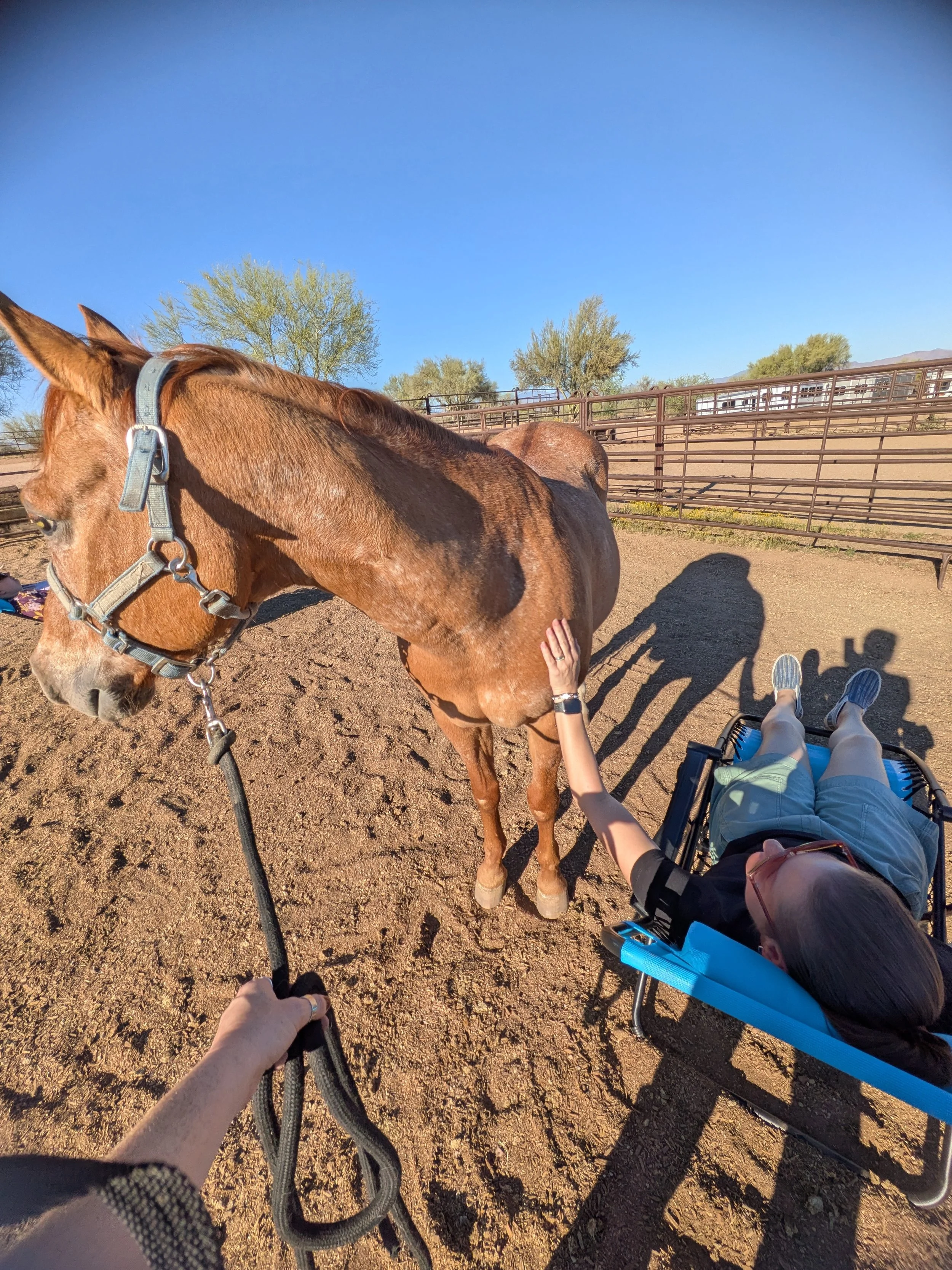 Equine Assisted Meditation