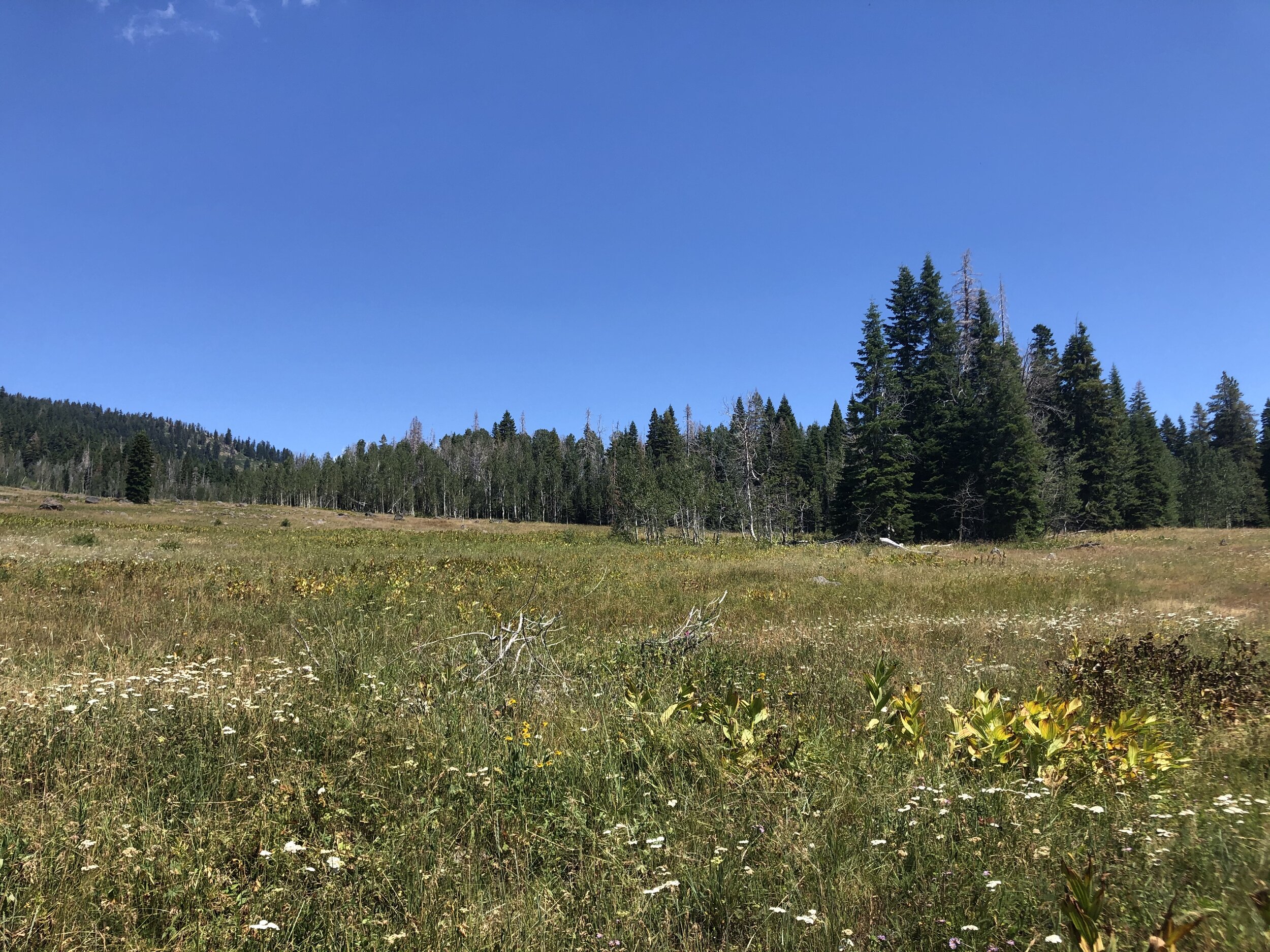 Mountain Meadow — Scott River Watershed Council