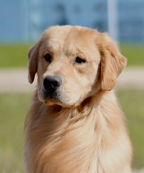 Bears face profile.gif