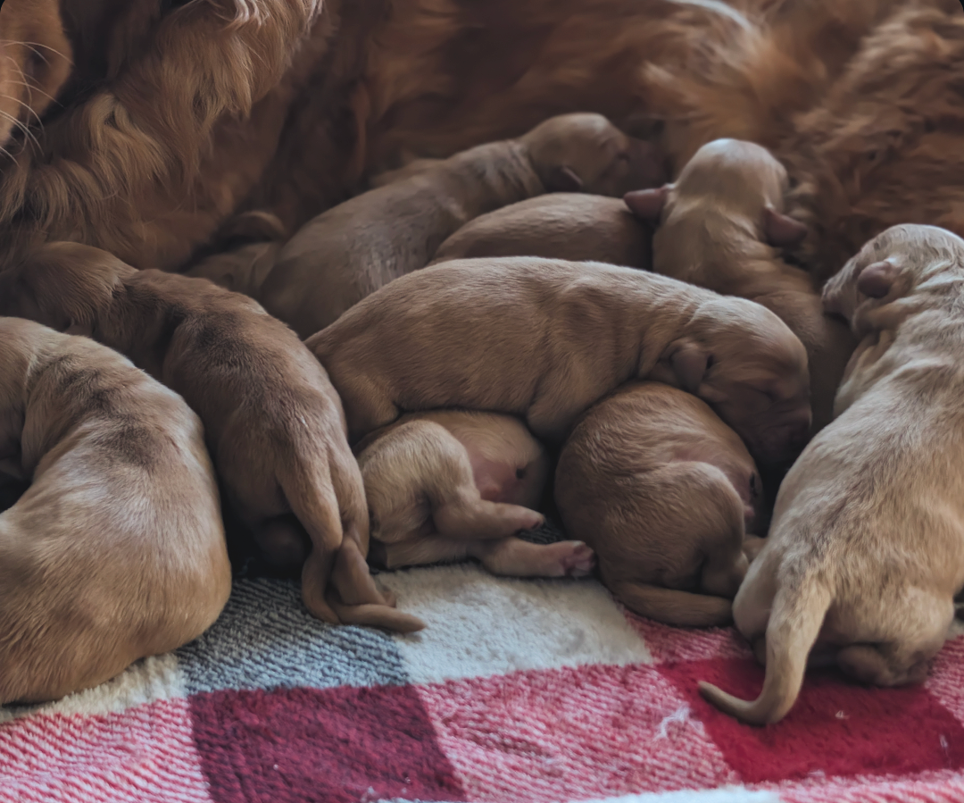 the pups and Millie.png