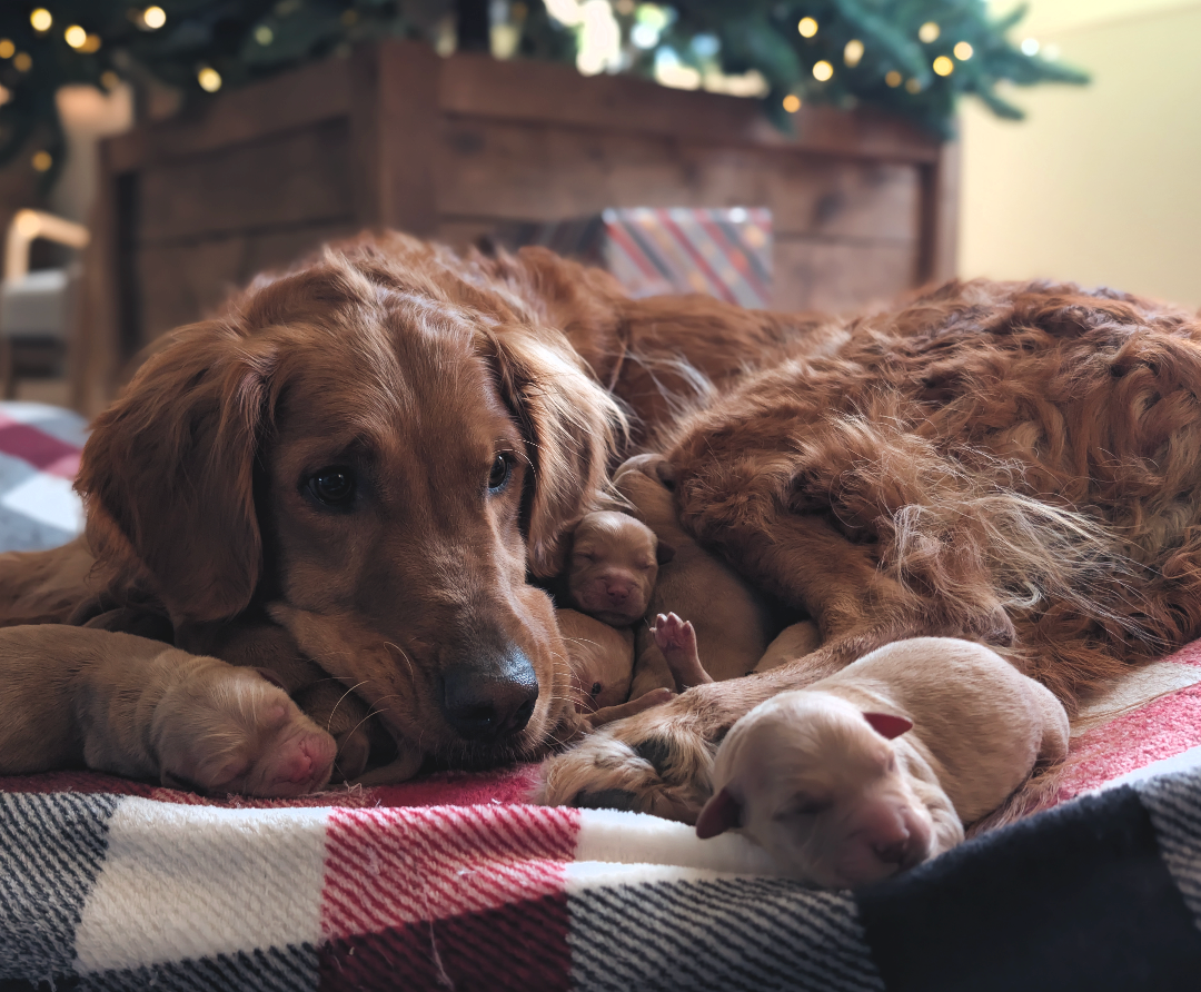 Millie & her pups.png