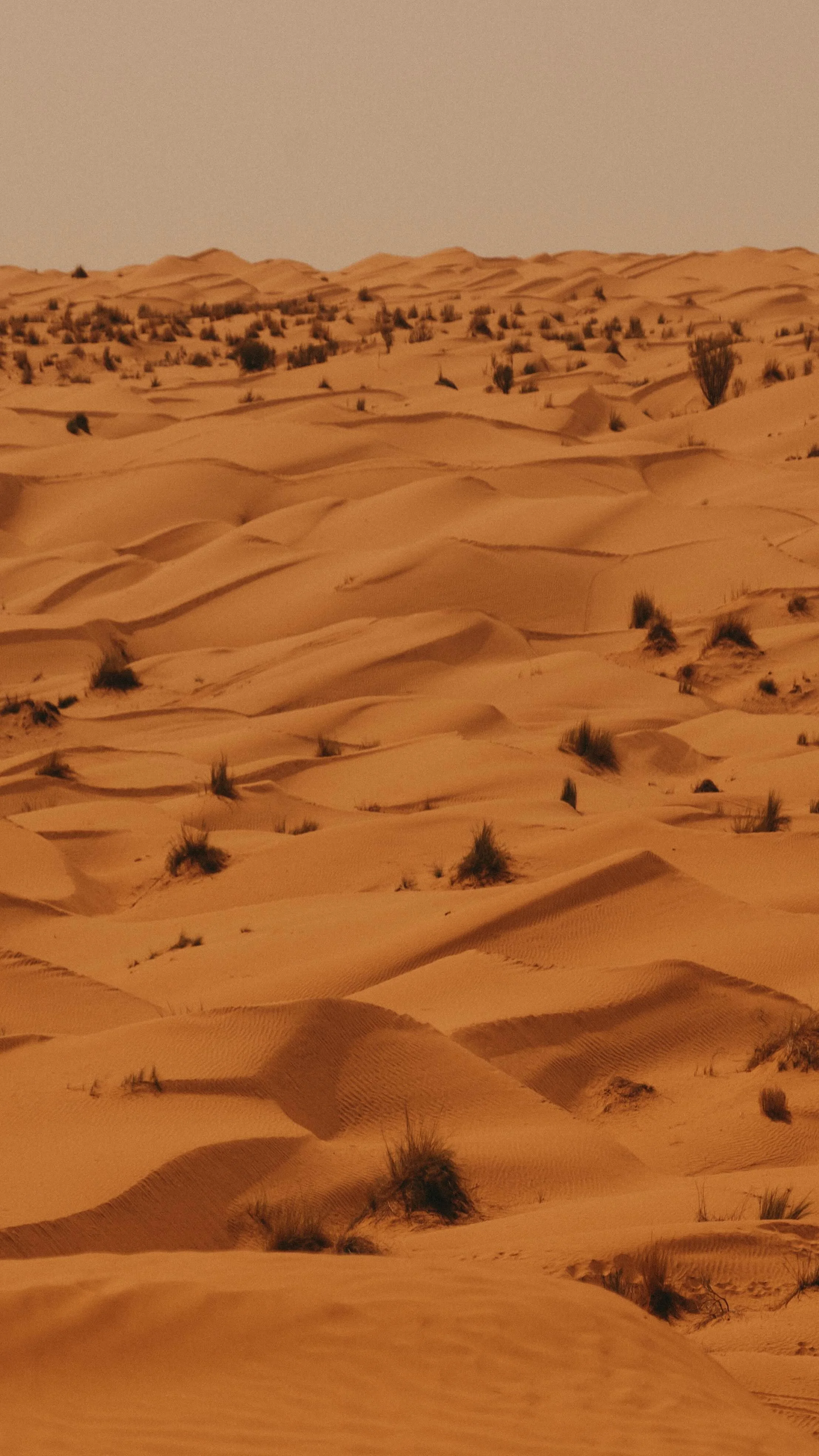 _DSC7896.jpeg