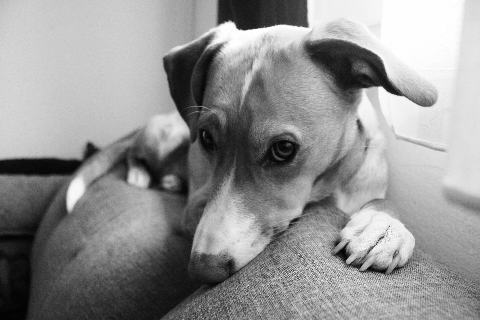 Signs Of Separation Anxiety In Dogs Separation Anxiety Specialists