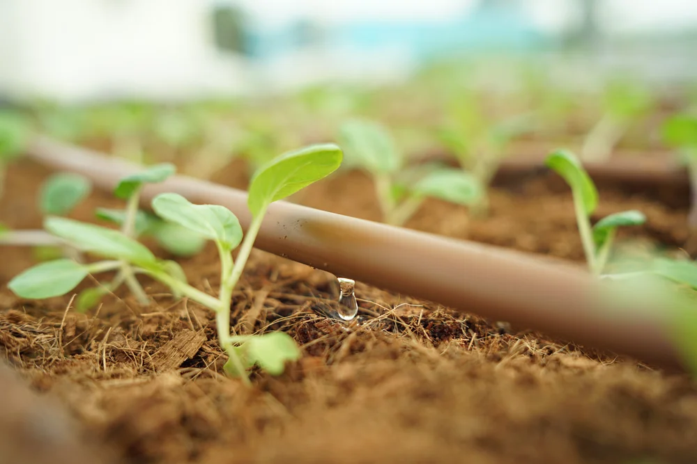 Close view of drip irrigation delivering water at plant roots