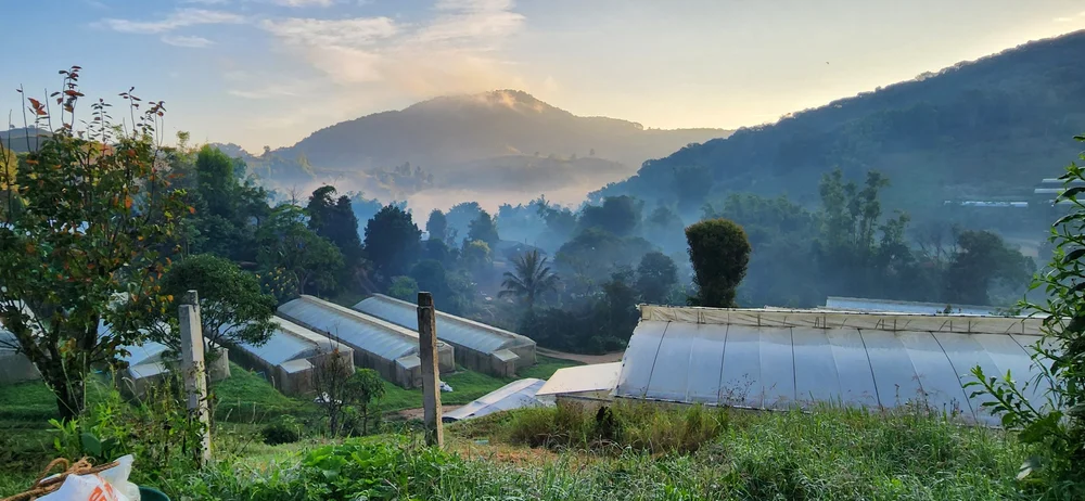 Greenhouses within a hillside agricultural landscape