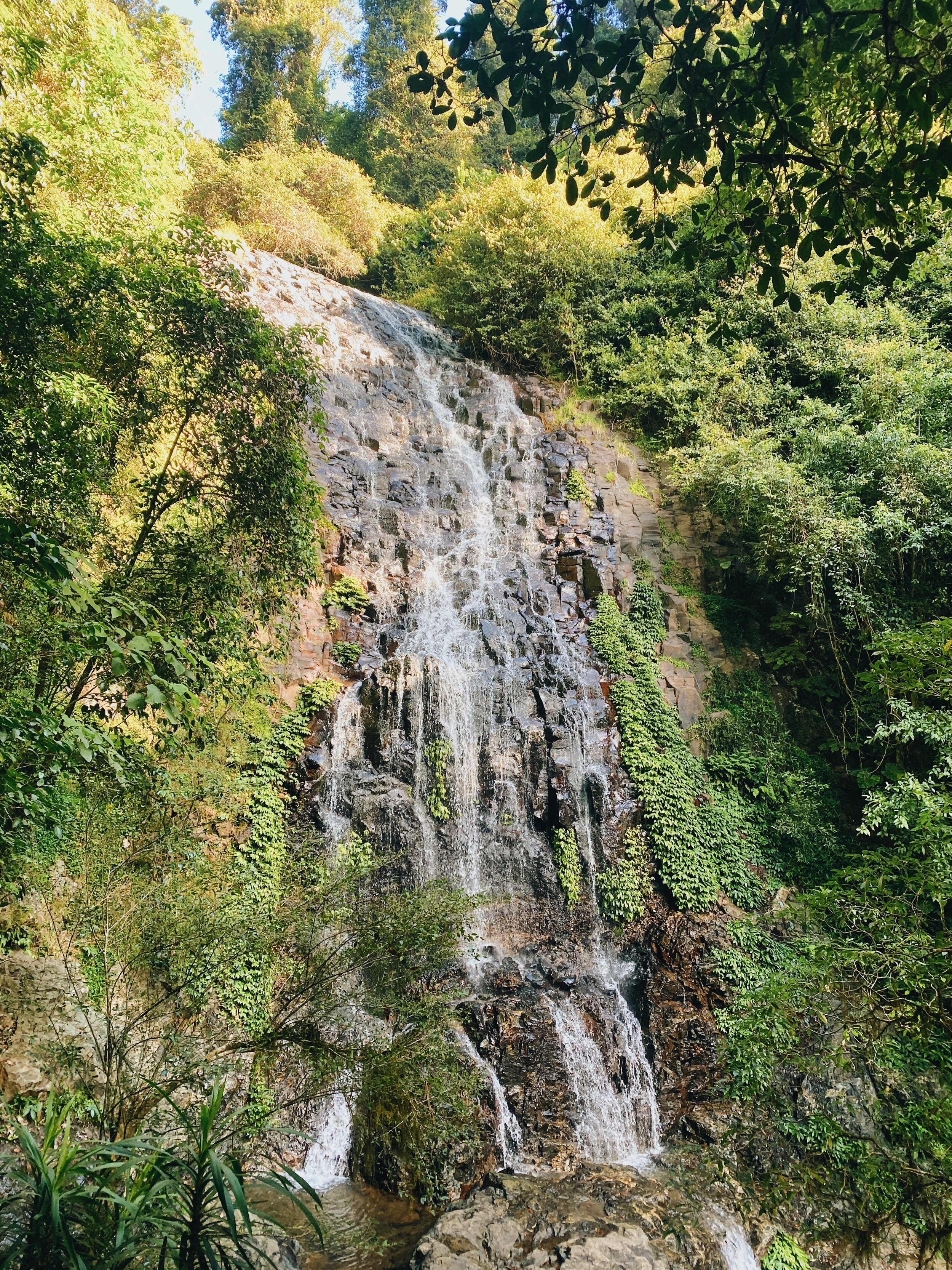 Kelly de Martin Dorrigo Rainforest National Park 4.JPG