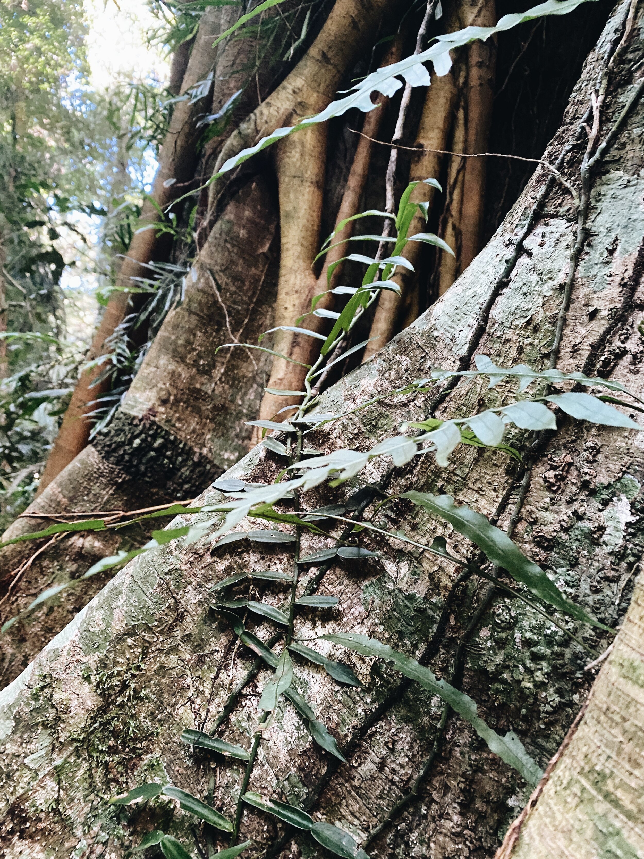 Kelly de Martin Dorrigo Rainforest National Park 7.JPG