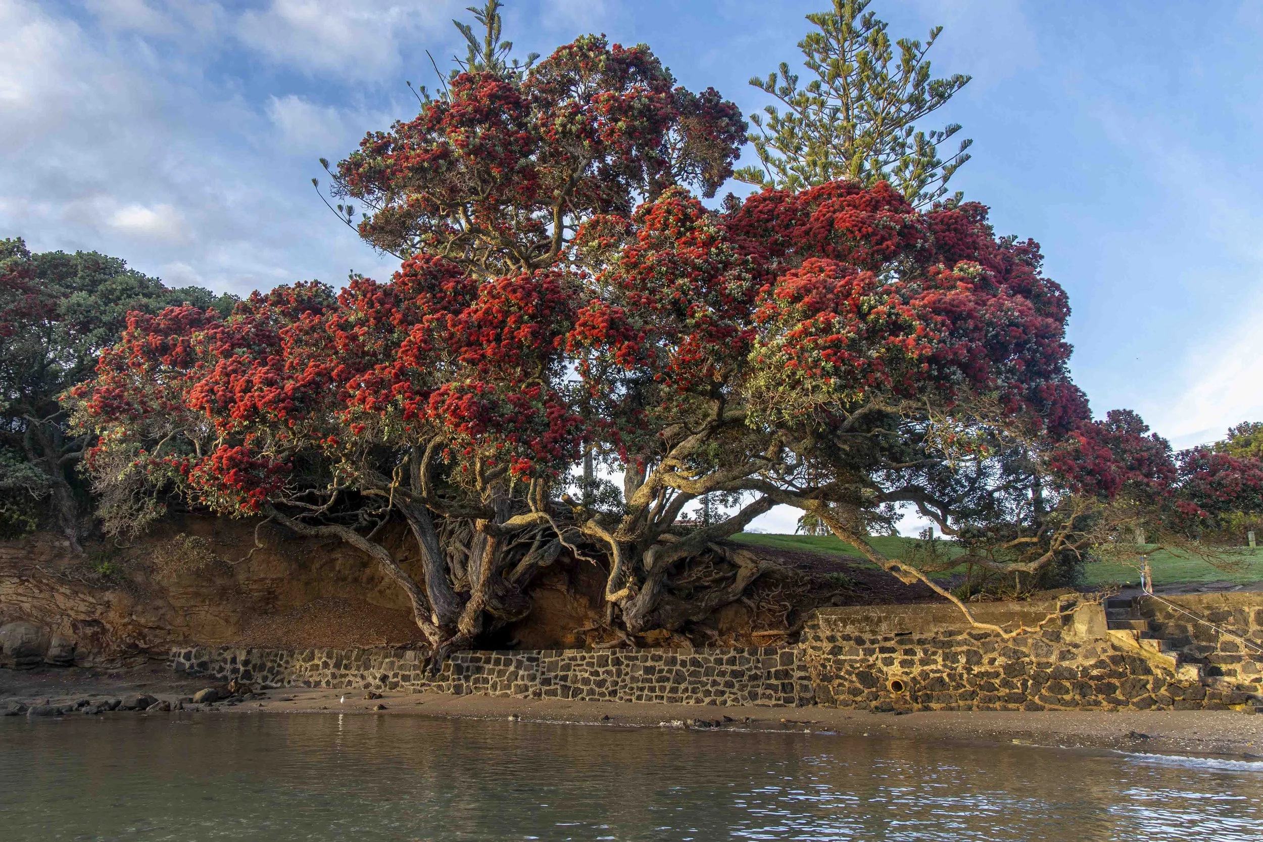 KTRIGGS_Waiake_8.jpg