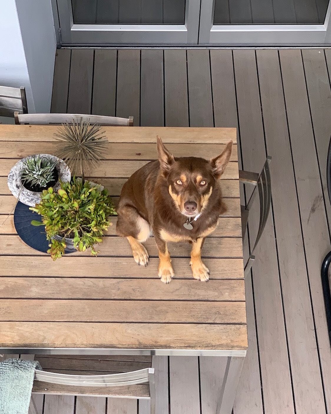 Site dog Archie is at it again 🐶
⠀⠀⠀⠀⠀⠀⠀⠀ ⠀⠀⠀⠀⠀⠀
As one of our most loyal Lux employees, Archie is always keen to help out on any job. Even if it involves trying to make his way onto the roof via the table to check on his workmates.
