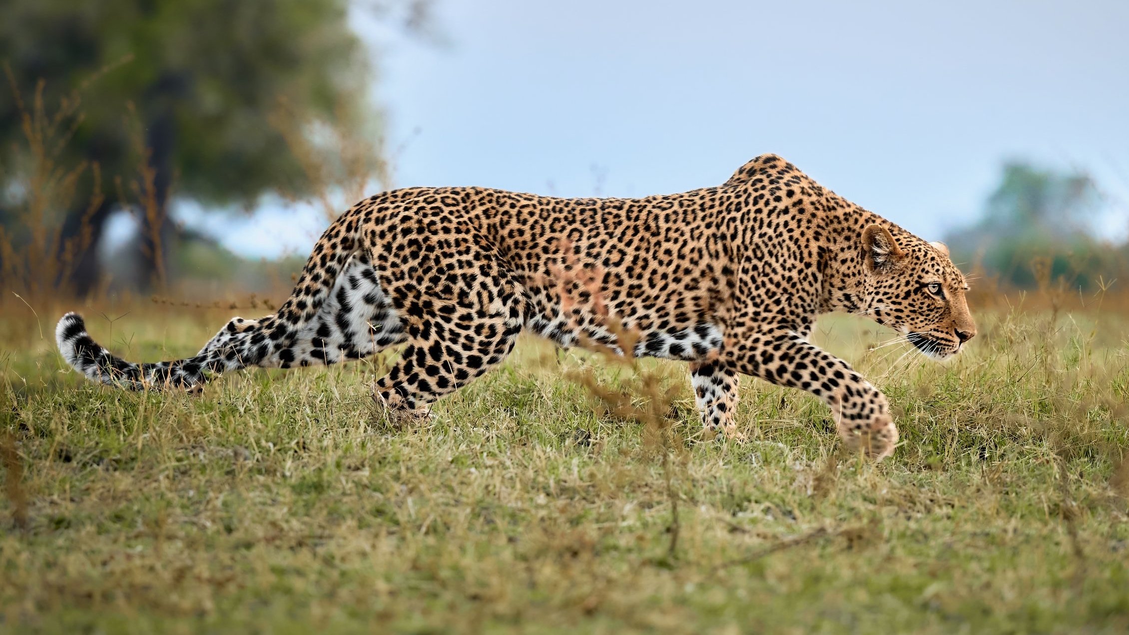 Zambia (2024)