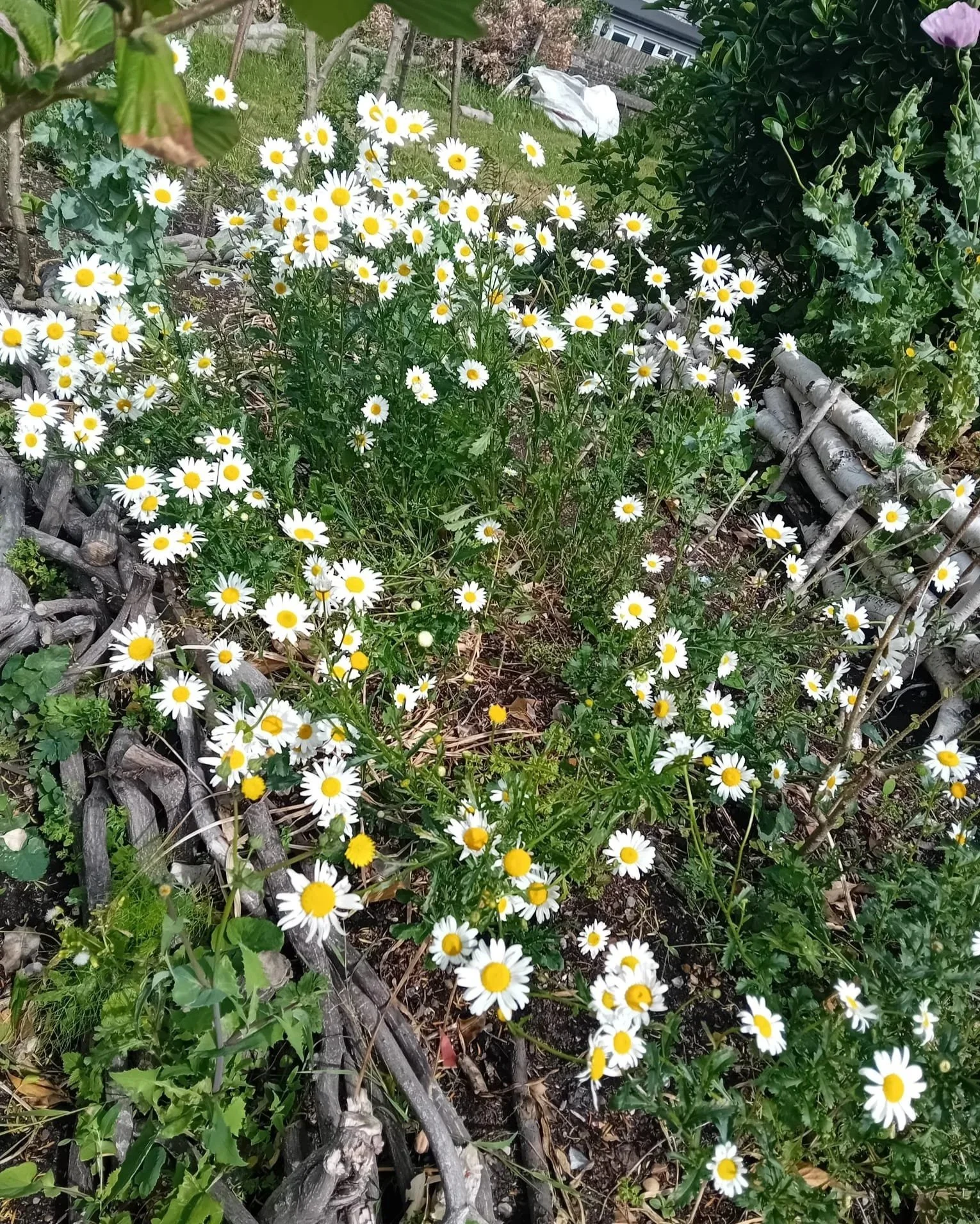 Message from our warden Glen:

In the garden this month, lots more flowers are coming through and we're pleased to see the bees pottering among them.

Ray and Seth's sunflowers are a welcome addition as we look forward to planting up more which the 4