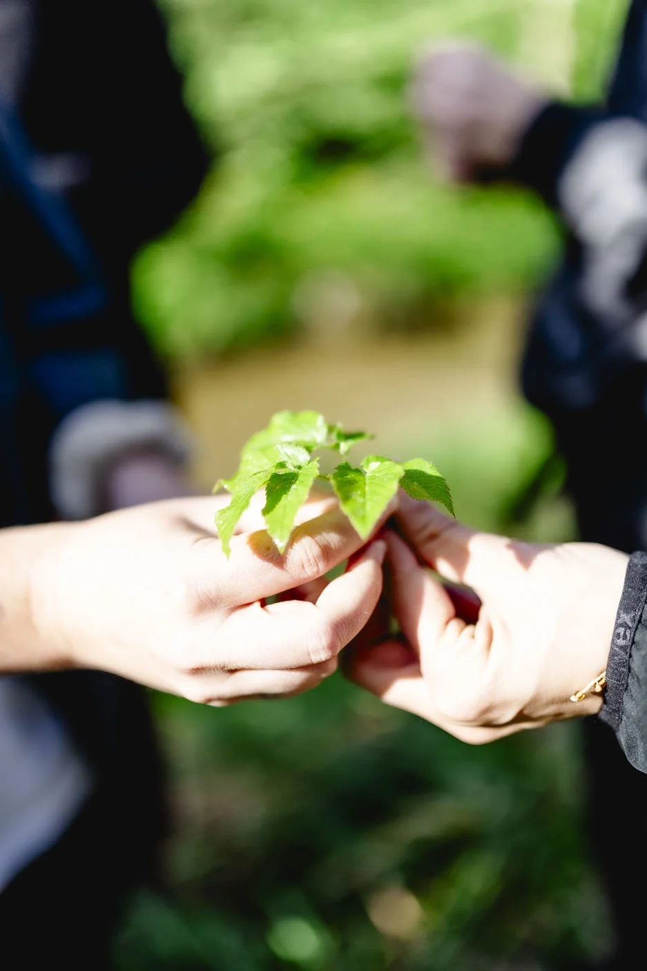 Deine eigene Naturapotheke – Heilkräuter sammeln, verstehen &amp; anwenden auf der Katrin / Sa 27.06.2026 mit Carina Schiendorfer