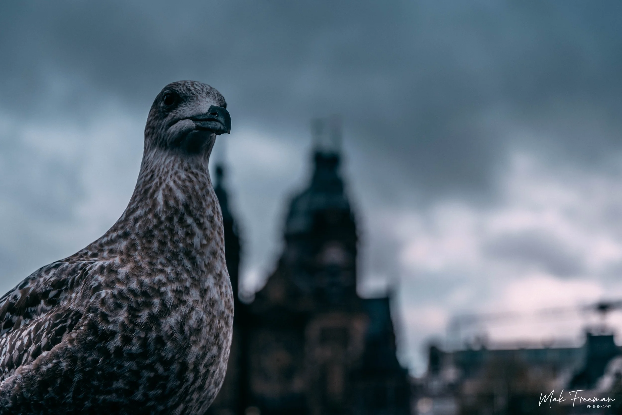 Urban Seagull Art Print