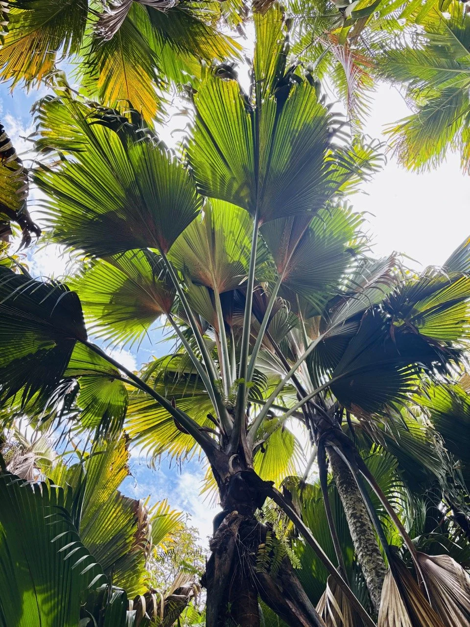 拉齊奧海灘的透明綠松石海水與淺色沙底，展現印度洋清澈海域與普拉蘭島浮潛旅遊魅力。