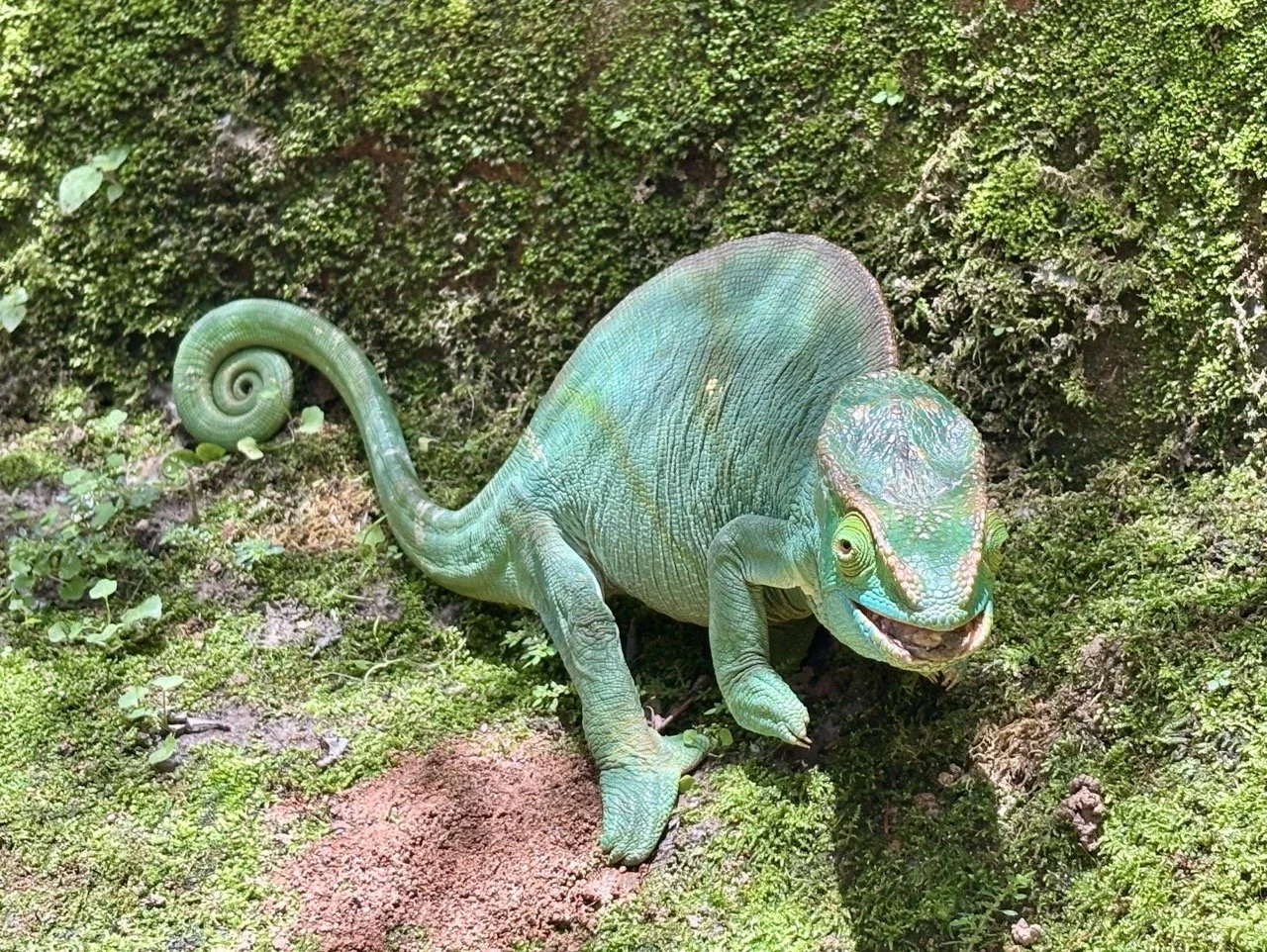 保育標示「禁止餵食」與旅客教育，野生動物倫理提示；Conservation signage: no feeding wildlife — visitor education and ethics.