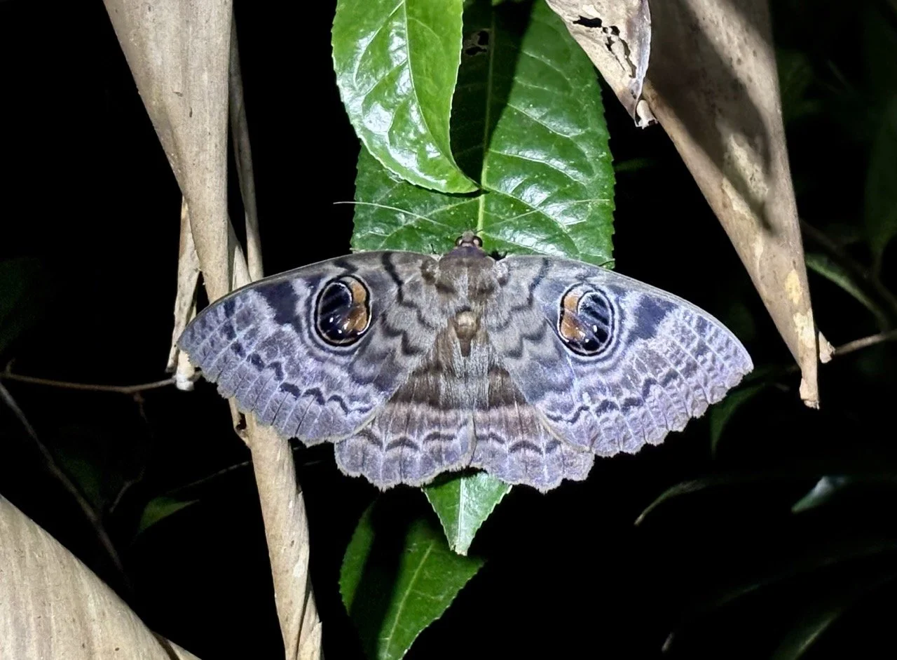 雨林蜂鳥蛾懸停拍攝動態微距，快速對焦與連拍示例；Hummingbird hawk‑moth hover macro — dynamic focus and burst shooting demo.